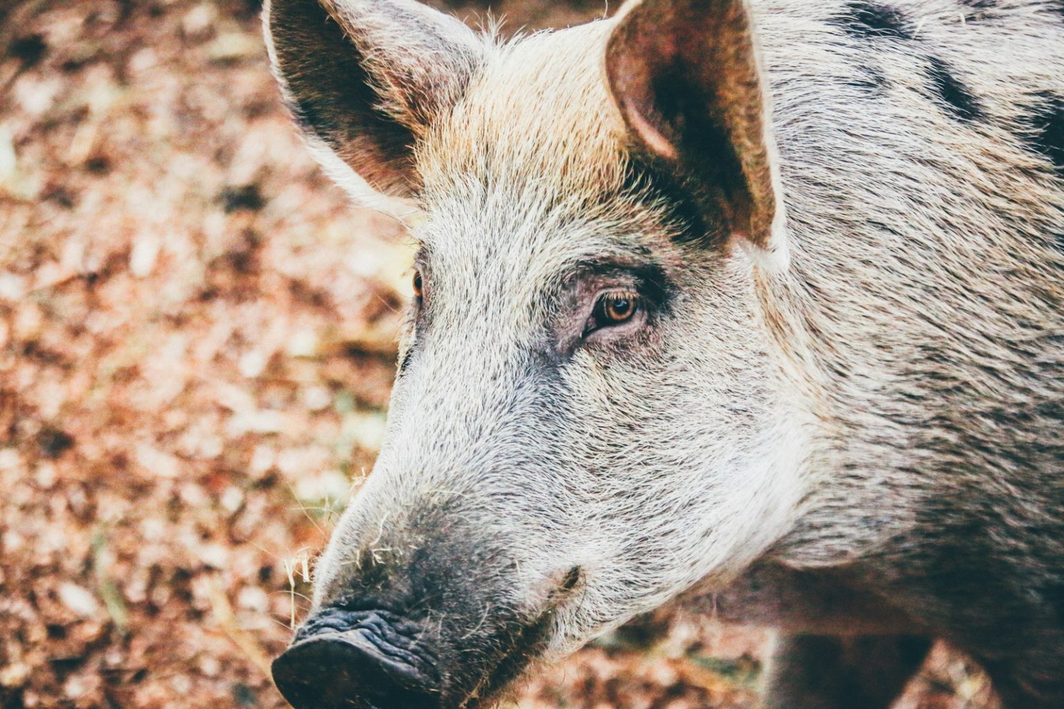 Hog Inventory