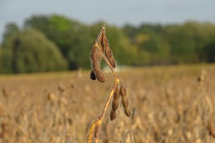 Soybean Tariffs