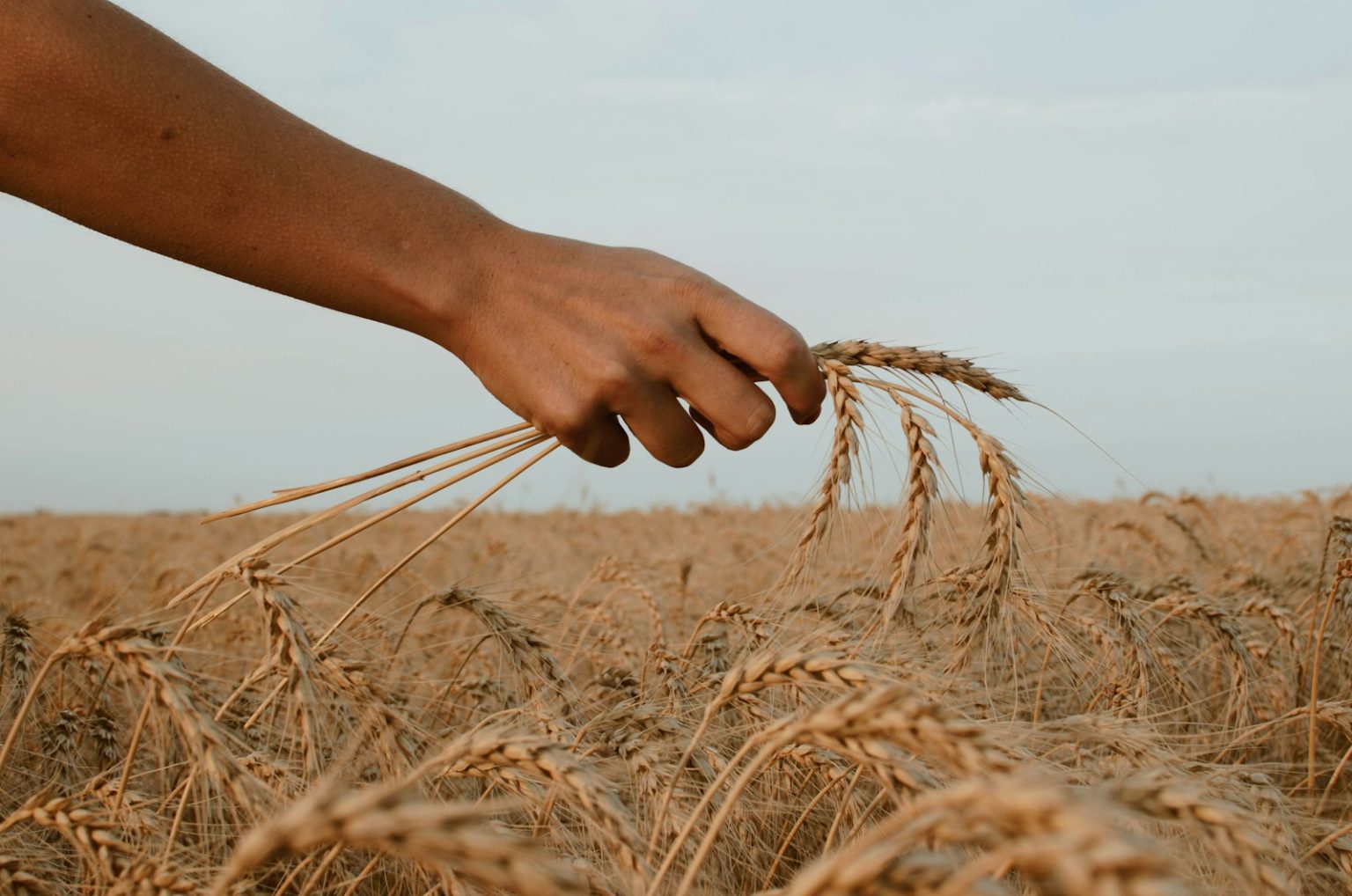 Us winter wheat prices rally amid conflict