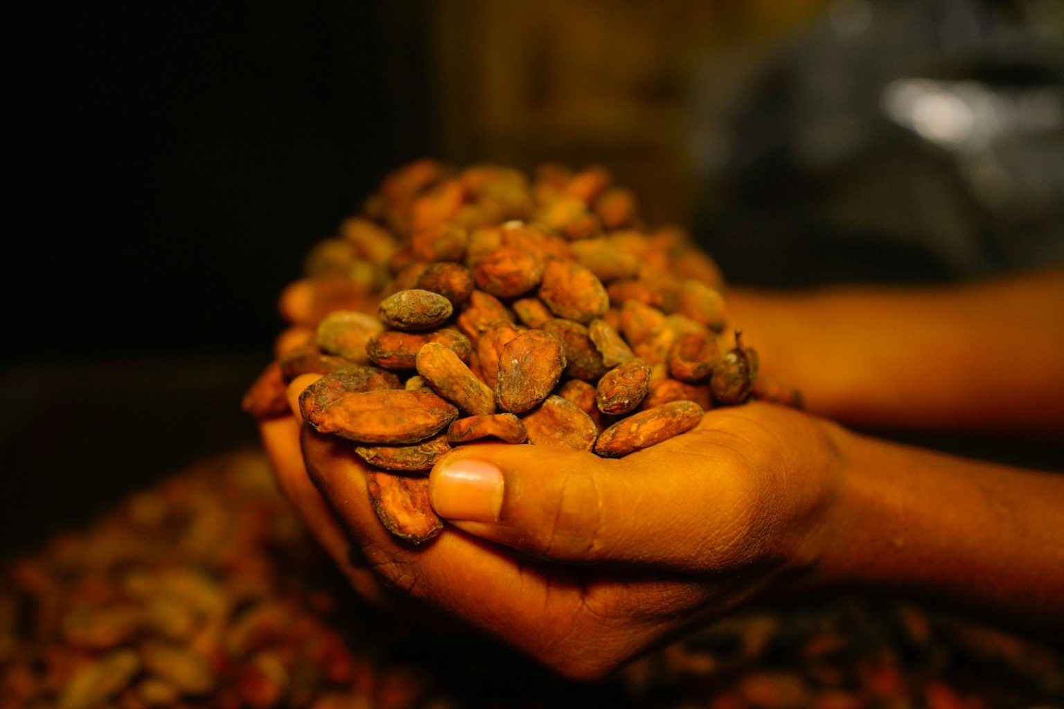 Cocoa prices fall on Ghana crop projections