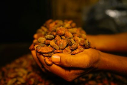 Cocoa prices fall on Ghana crop projections