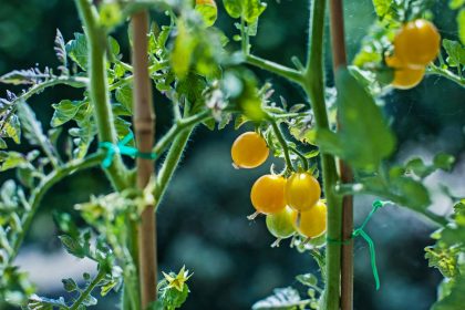 Couple Transforms Gardening Passion Into Fruit Tree Business