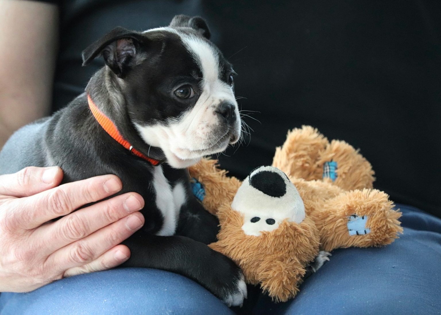 Innovation and compassion redefine India's veterinary care