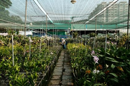 Plant Nurseries Struggle to Meet Growing Rewilding Demand