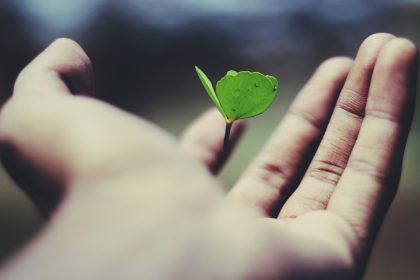 floating green leaf plant on person's hand during slow months.