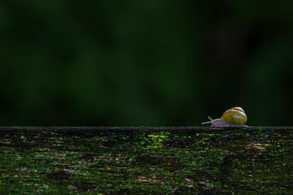 A small yellow bird sitting on top of a wooden fence; Raise Your Rates Later