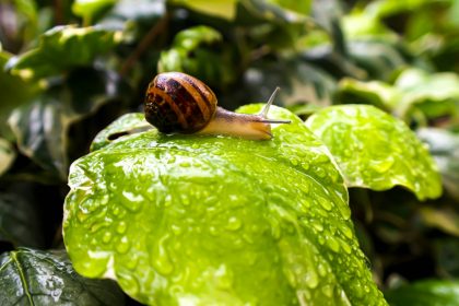brown snail on green leaf; stay consistent during slow client months