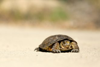 brown tortoise on brown sand; slow periods