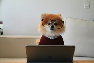 brown and white pomeranian puppy on macbook; business license requirements