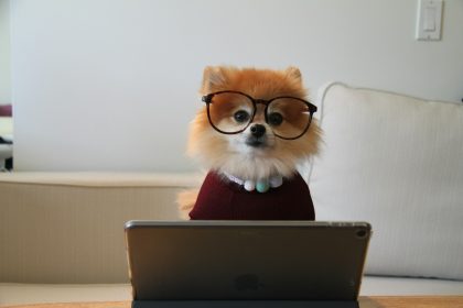 brown and white pomeranian puppy on macbook; business license requirements