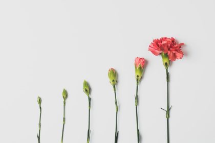 pink flower on white background; freelance workforce growth
